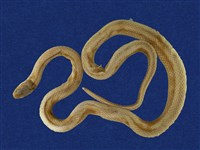 藏品(黑頭蛇)的圖片